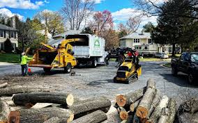 Professional Tree Care Services in Lamont, MI