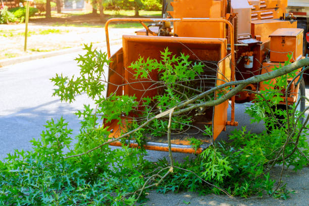 Best Leaf Removal  in Lamont, MI