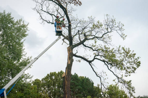 Best Utility Line Clearance  in Lamont, MI