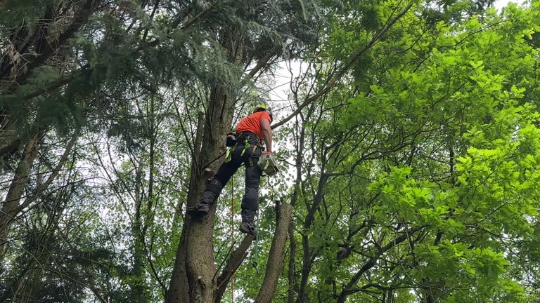 Best Stump Grinding and Removal  in Lamont, MI