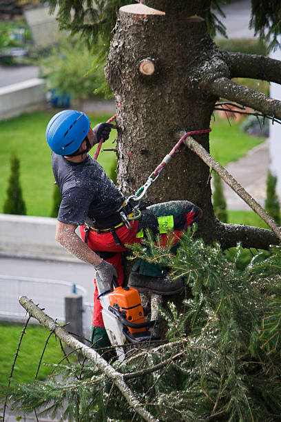 Best Tree Maintenance Programs  in Lamont, MI