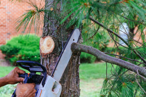 Best Hazardous Tree Removal  in Lamont, MI